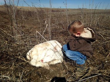 New calf
